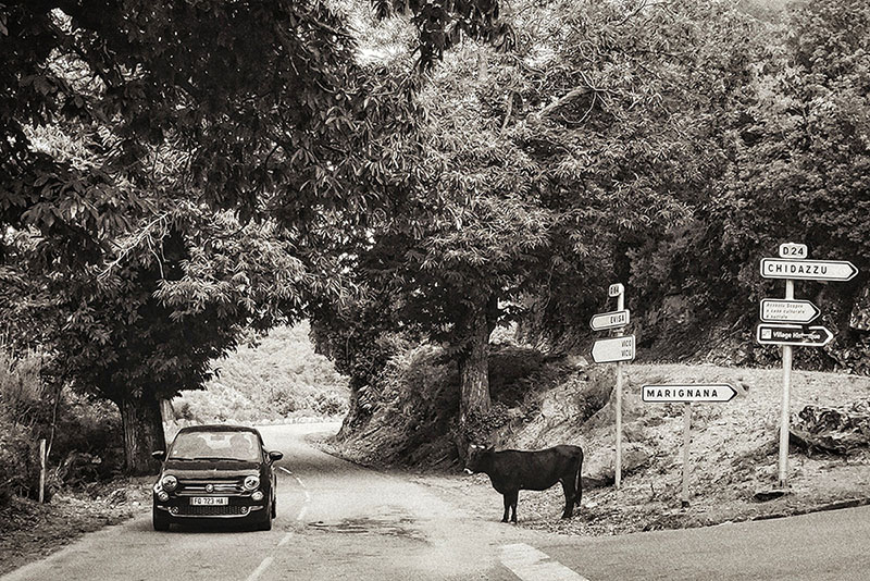 Eine Begegnung auf der Strasse auf Korsika